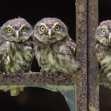 Схема вышивки «№1016368»