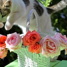 Схема вышивки «№1016373»