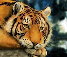 Схема вышивки «№1016380»