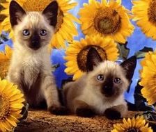 Схема вышивки «№1016383»