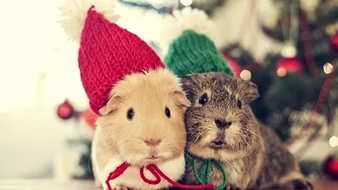 №1016384 - оригинал