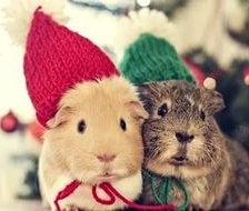 Схема вышивки «№1016384»