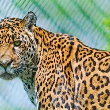 Схема вышивки «№1016386»