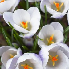 Схема вышивки «№1016391»