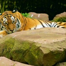 Схема вышивки «№1016393»