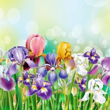 Схема вышивки «ирисы»