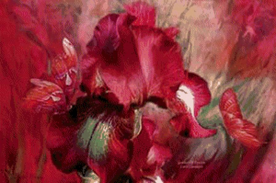 Ирис - цветы, ирис - предпросмотр