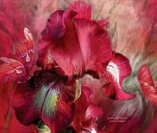 Схема вышивки «Ирис»