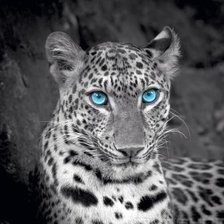 Схема вышивки «в мире животных»