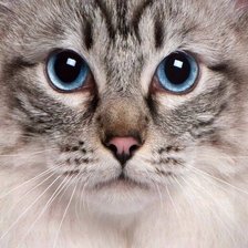 Схема вышивки «Котейка_2»