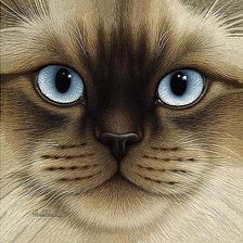 Схема вышивки «Кот. Сиам.»