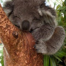 привет с Австралии