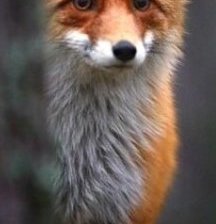 Схема вышивки «Лисенок»