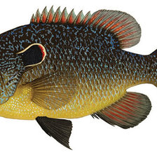 Схема вышивки «рыба»