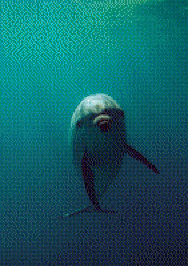 №1017849 - животные, дельфин, звери - предпросмотр