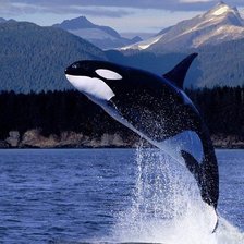 Схема вышивки «№1017854»