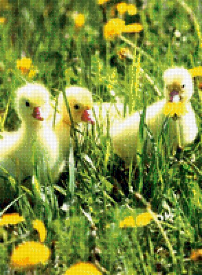 №1017863 - звери, утки, животные - предпросмотр