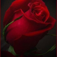 Схема вышивки «роза»