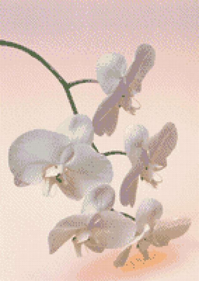 ветка орхидеи - орхидея, цветы - предпросмотр