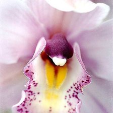 Схема вышивки «ОРХИДЕЯ»