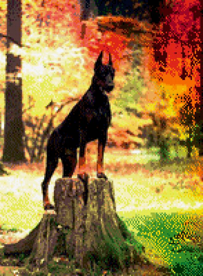 доберман - собака, осень - предпросмотр