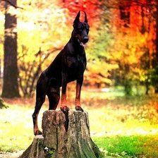 Схема вышивки «доберман»