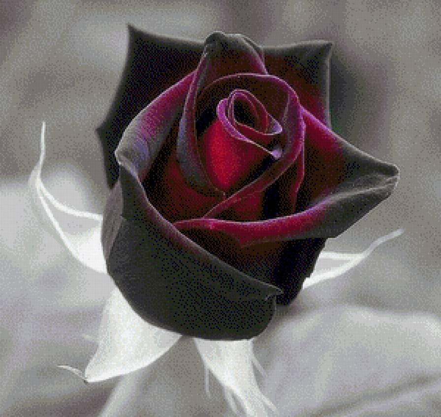 №1018153 - предпросмотр