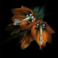 Схема вышивки «царская корона»