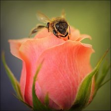 Схема вышивки «№1018286»