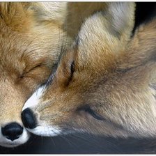 Схема вышивки «пара лис»