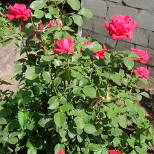 Схема вышивки «розы»