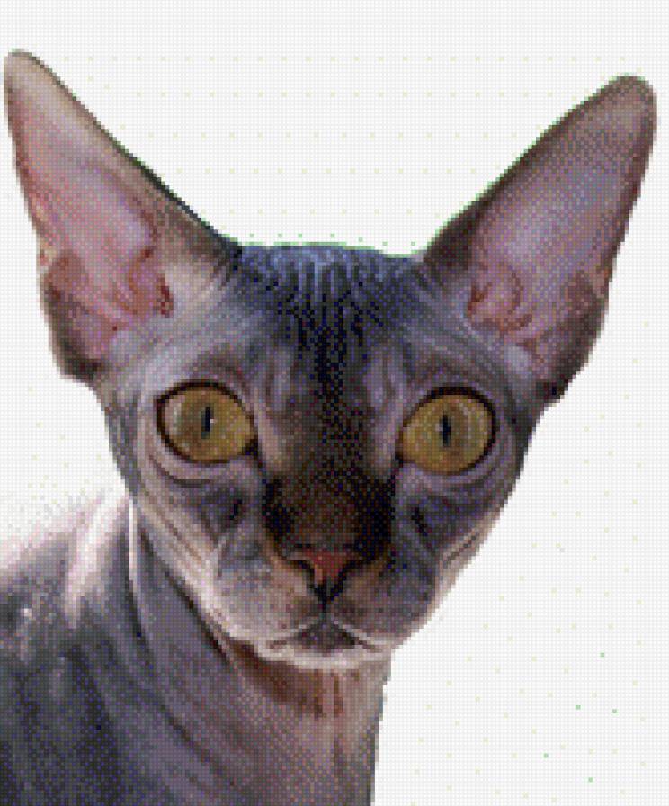 Сфинкс - кошки, сфинкс канадский, тесса - предпросмотр