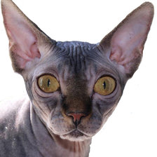 Схема вышивки «Сфинкс»