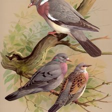 Схема вышивки «085»