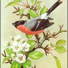 Схема вышивки «086»