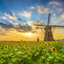 Схема вышивки «поле подсолнухов»