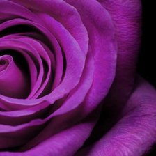 Схема вышивки «№1019504»