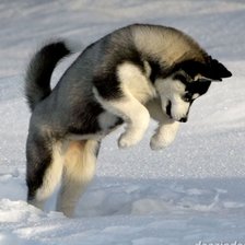 Схема вышивки «Прыжок»