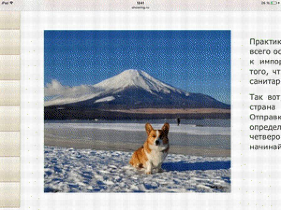 Корги и Фудзи - собаки - предпросмотр