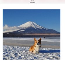 Корги и Фудзи