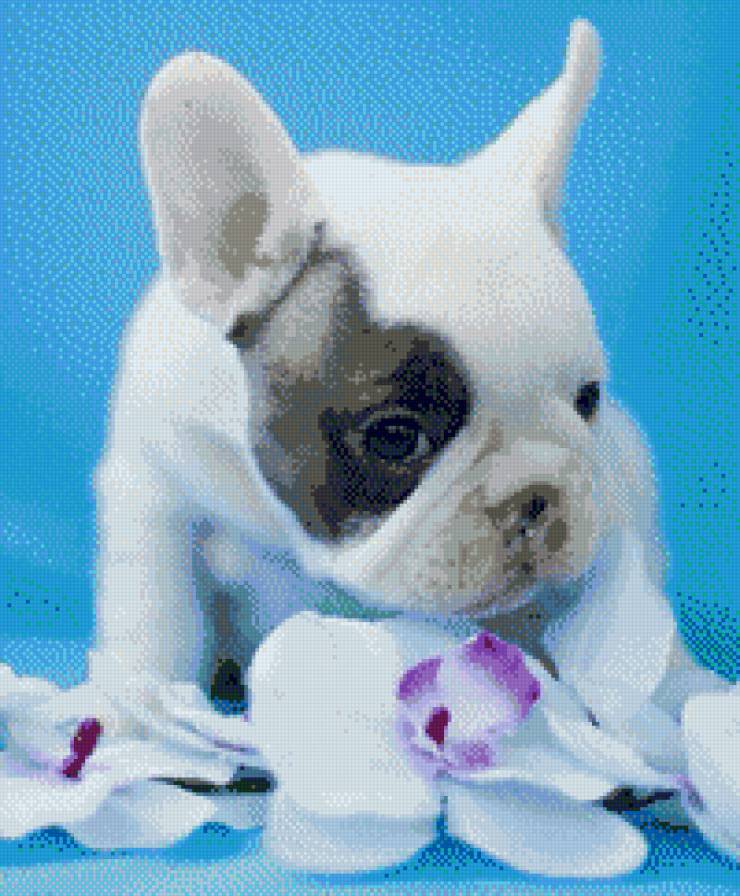 Собака2 - предпросмотр