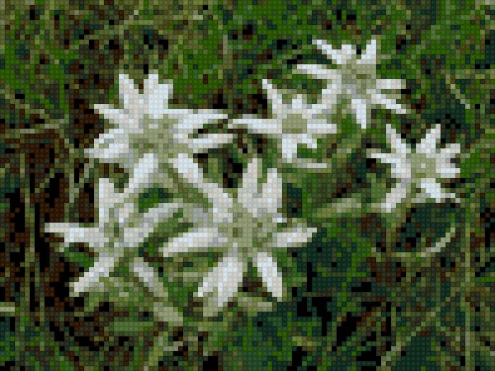 Эдельвейс - схемы, вышивание крестиком, цветы - предпросмотр