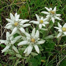 Схема вышивки «Эдельвейс»
