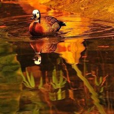 Схема вышивки «уточка»