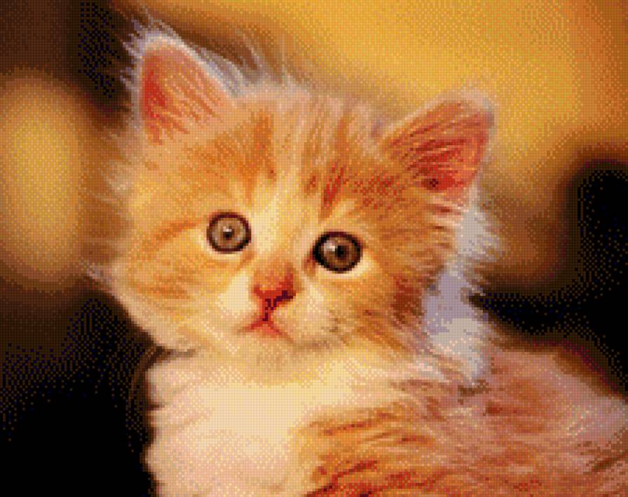 котенок - кошки - предпросмотр