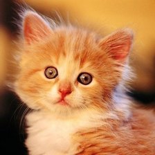 Схема вышивки «котенок»