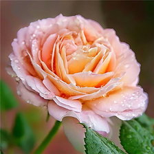 Схема вышивки «прекраснейшая»