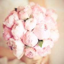 Схема вышивки «Пионы»