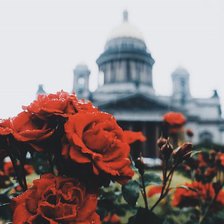 Схема вышивки «Розы»