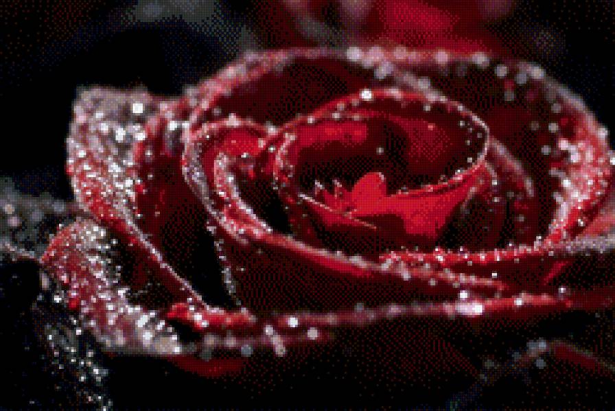 красная роза - роза, красный, цветок - предпросмотр